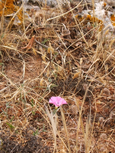 Flower and sere gras by Tim Hgele