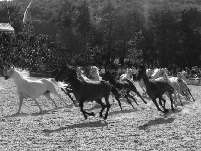 Horse herd by Tim Hgele
