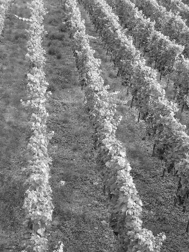 Vineyard by Tim Hgele