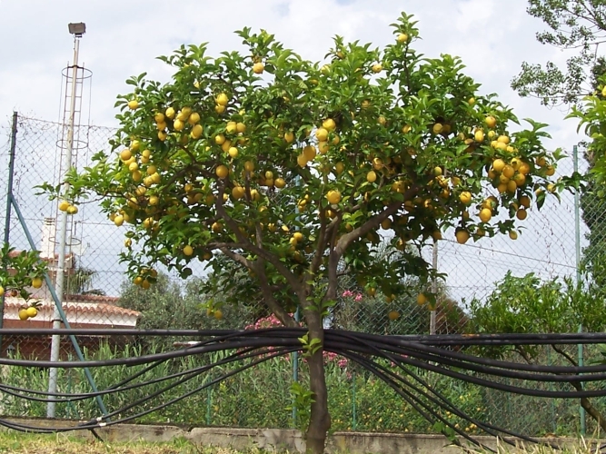 Wired Lemon Tree
