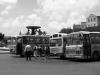 Busses by Tim Hgele