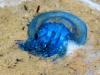 Jellyfish by Tim Hgele