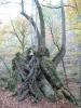 Rooted by Tim Hgele