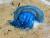 Jellyfish by Tim Hgele